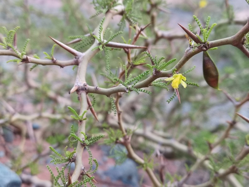 Parkinsonia andicola photo 2