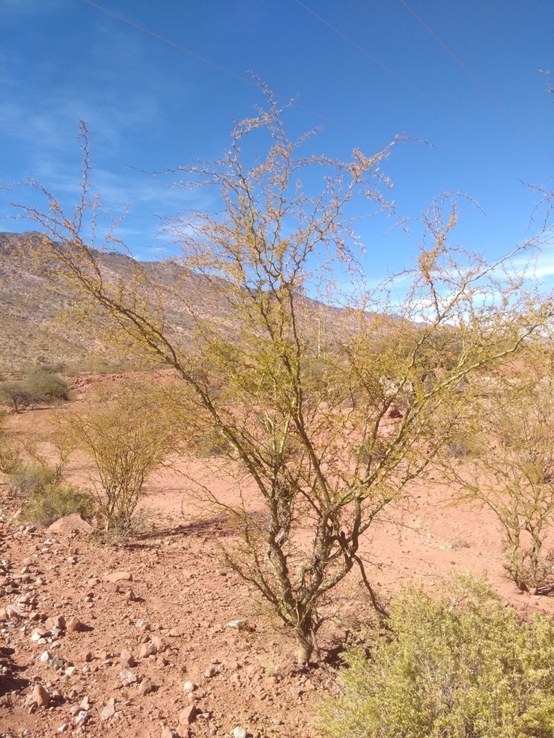 Parkinsonia andicola photo 3