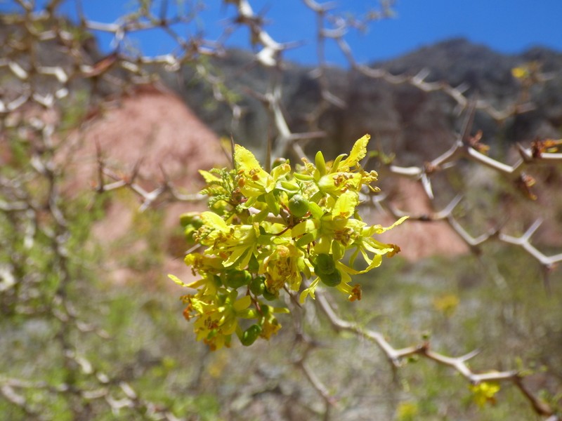 Parkinsonia andicola photo 4