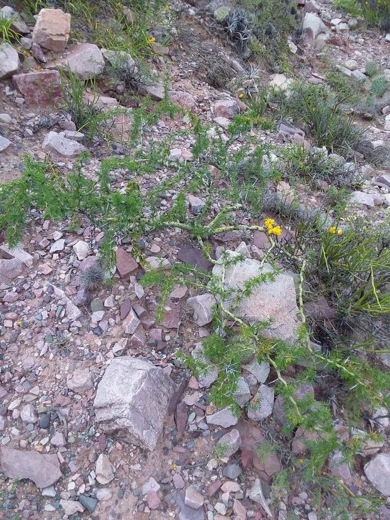 Parkinsonia andicola photo 5