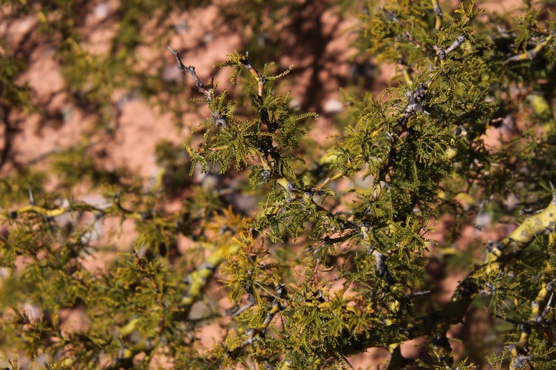 Parkinsonia andicola photo 6