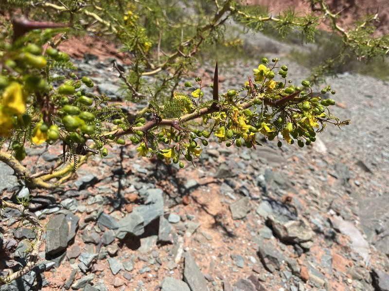 Parkinsonia andicola photo 7