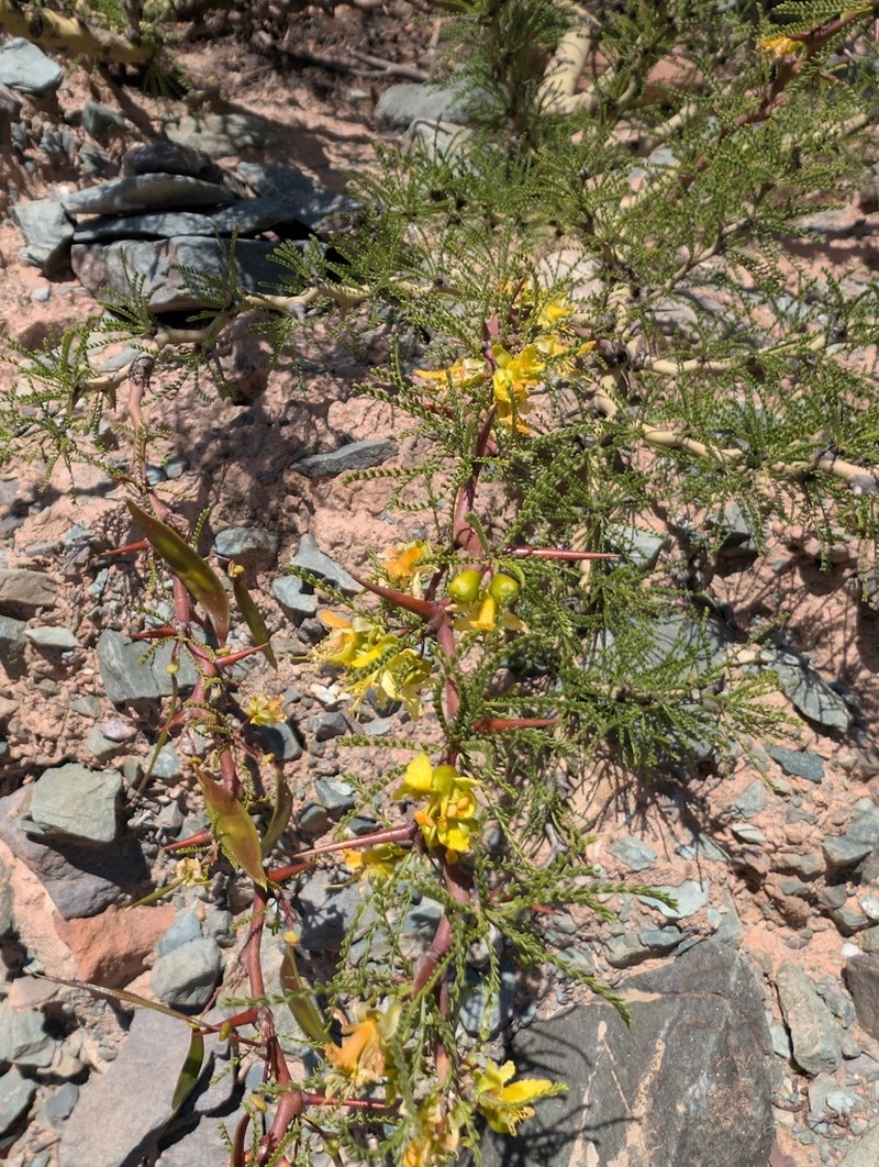 Parkinsonia andicola photo 8