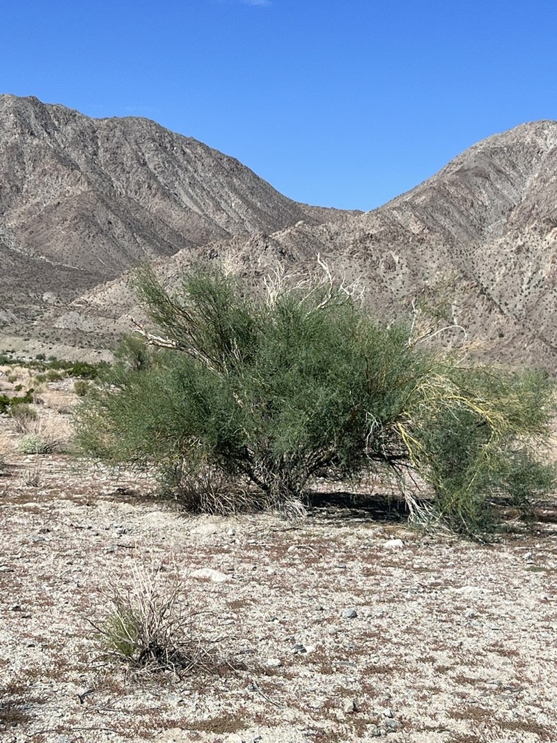 Blue Paloverde