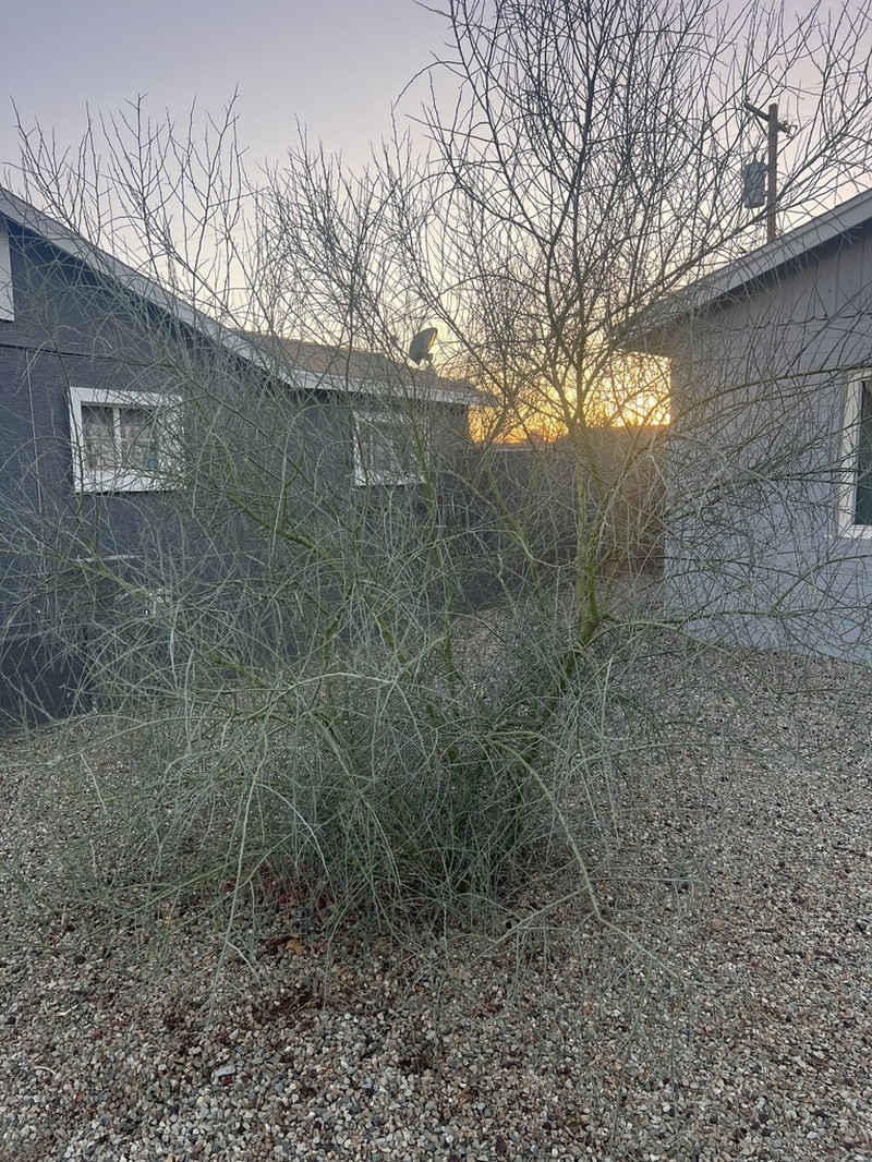 Blue Paloverde photo 2