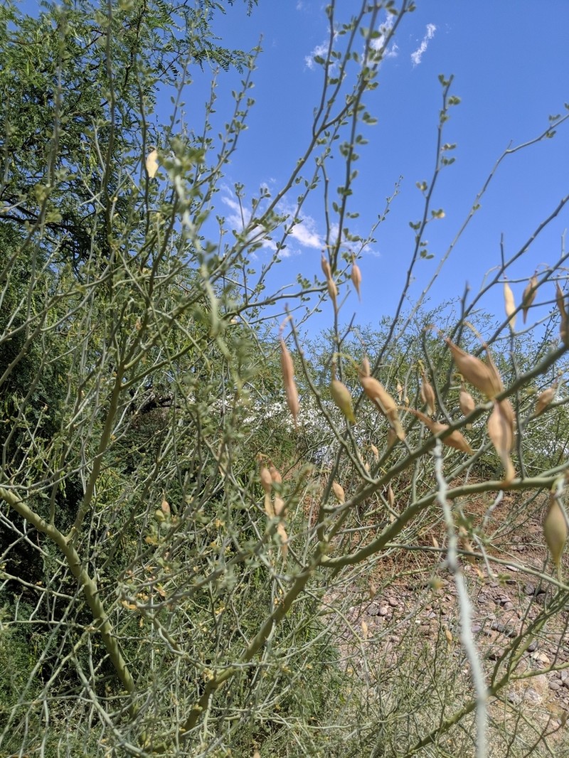 Blue Paloverde photo 3