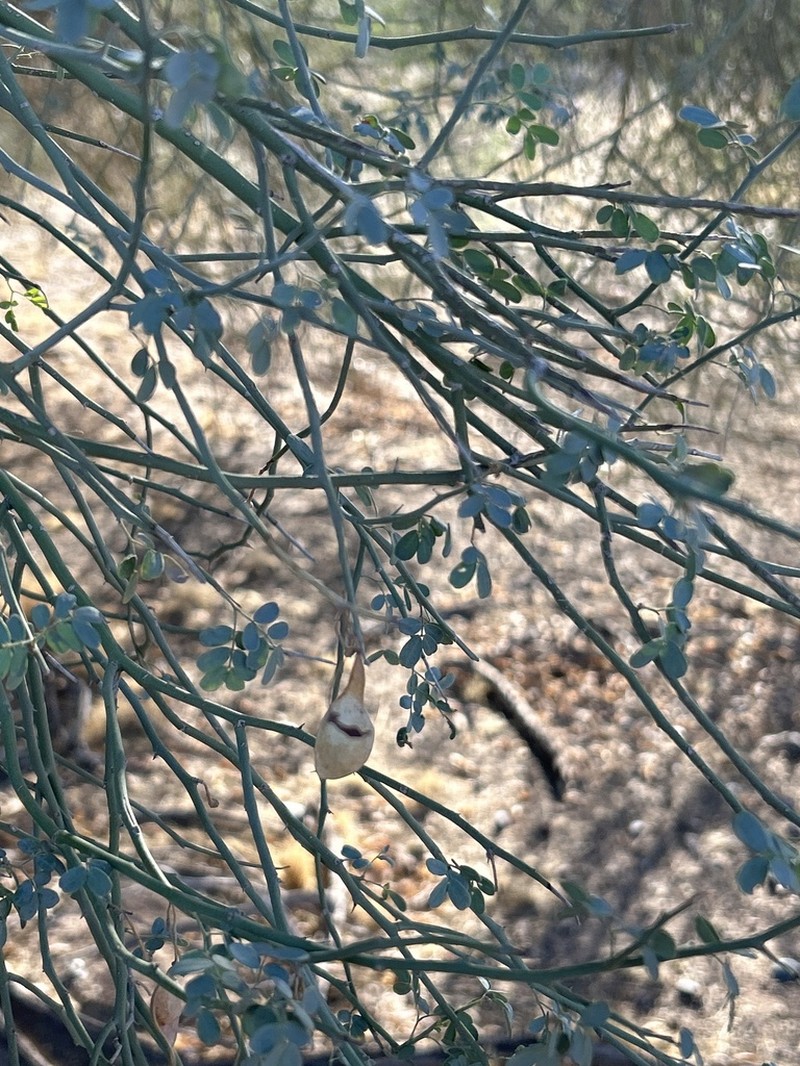 Blue Paloverde photo 4