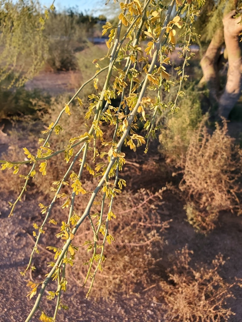 Blue Paloverde photo 8