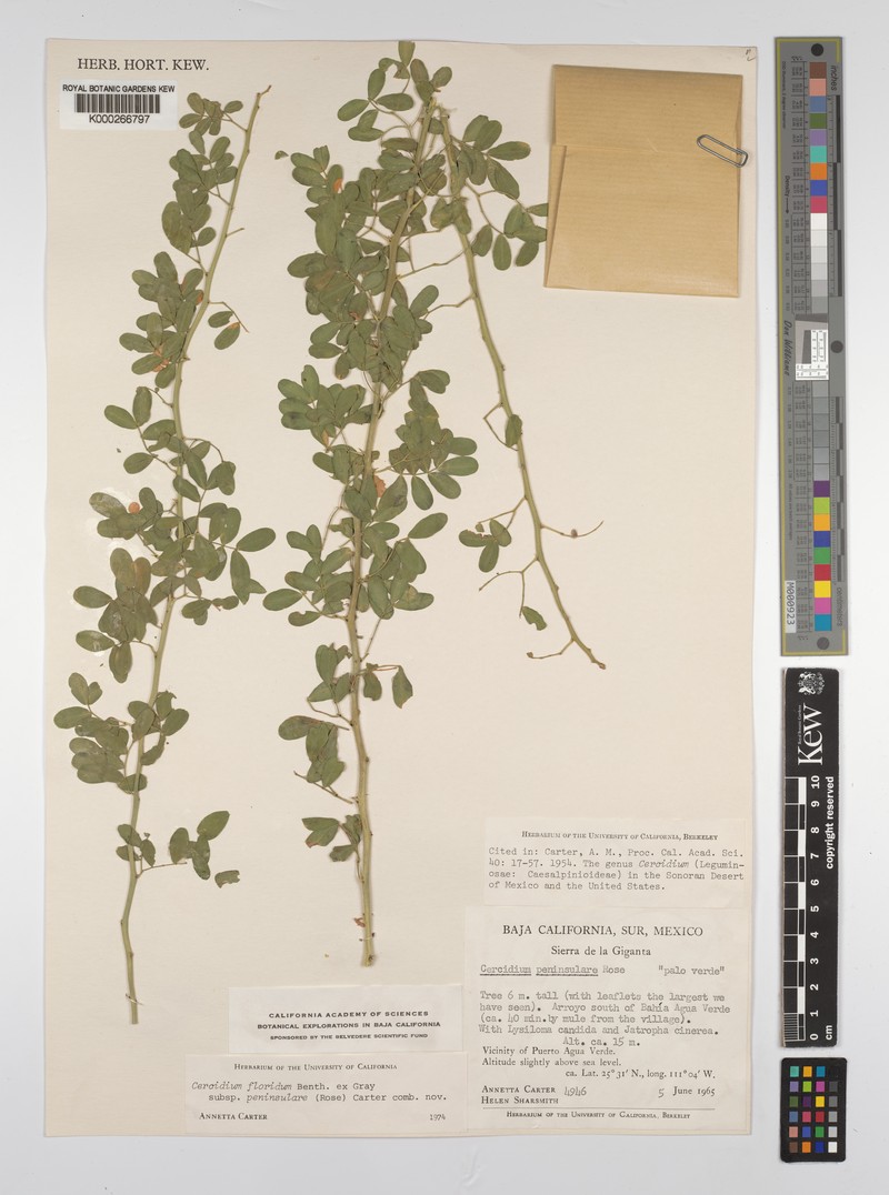 Parkinsonia florida subsp. florida
