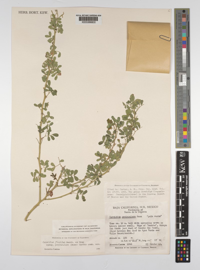 Parkinsonia florida subsp. florida photo 2