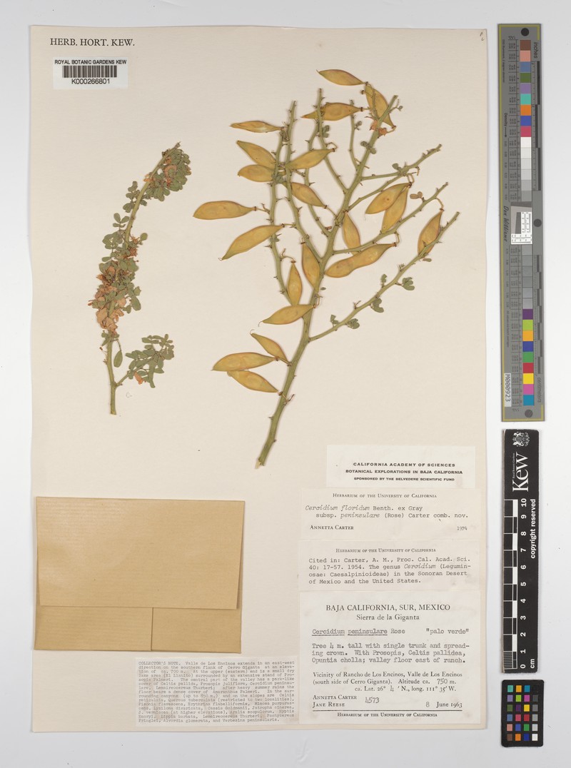 Parkinsonia florida subsp. florida photo 3
