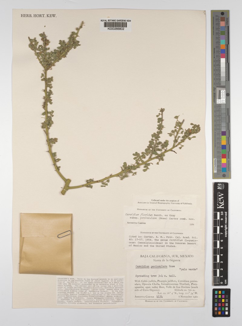 Parkinsonia florida subsp. florida photo 4