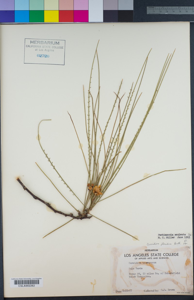 Parkinsonia florida subsp. florida photo 5