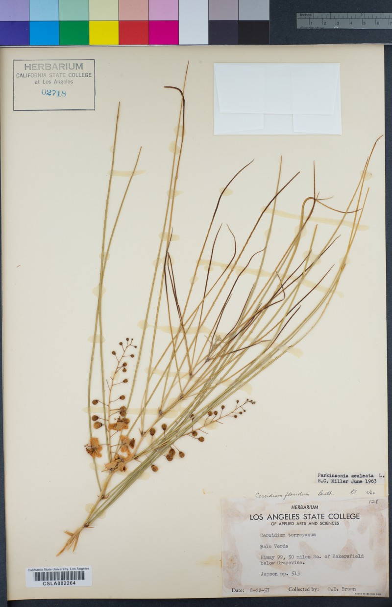 Parkinsonia florida subsp. florida photo 6