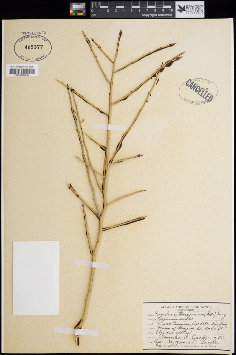 Parkinsonia florida subsp. florida photo 7