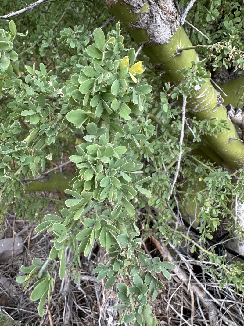Parkinsonia florida subsp. peninsulare