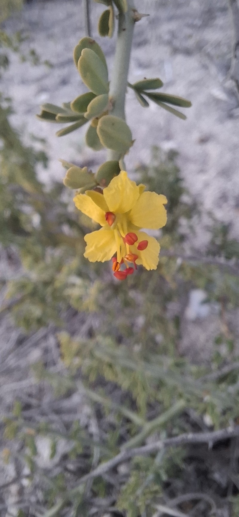 Parkinsonia florida subsp. peninsulare photo 2