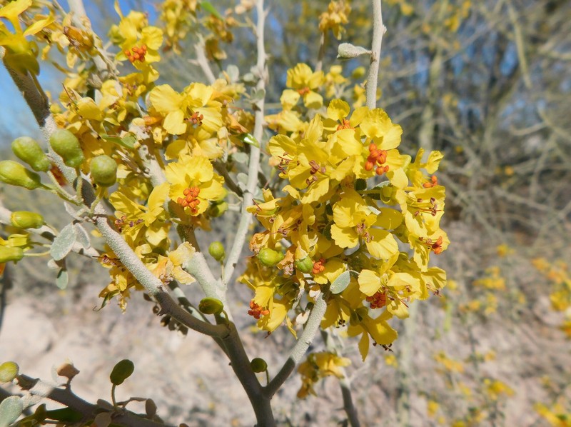 Parkinsonia florida subsp. peninsulare photo 3