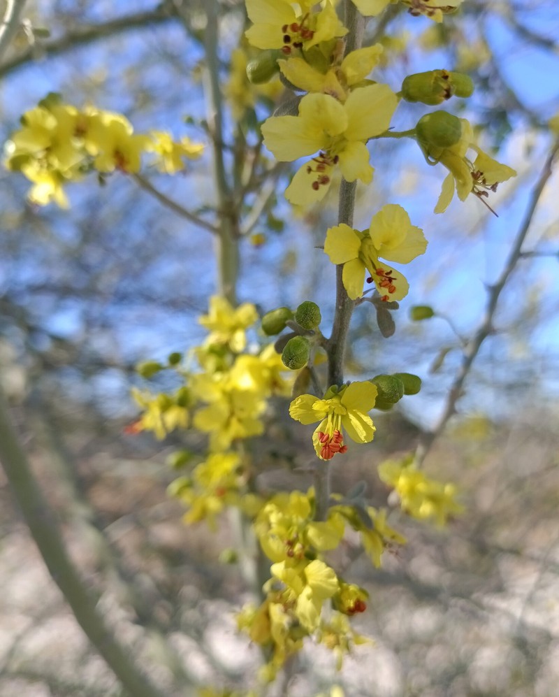 Parkinsonia florida subsp. peninsulare photo 4