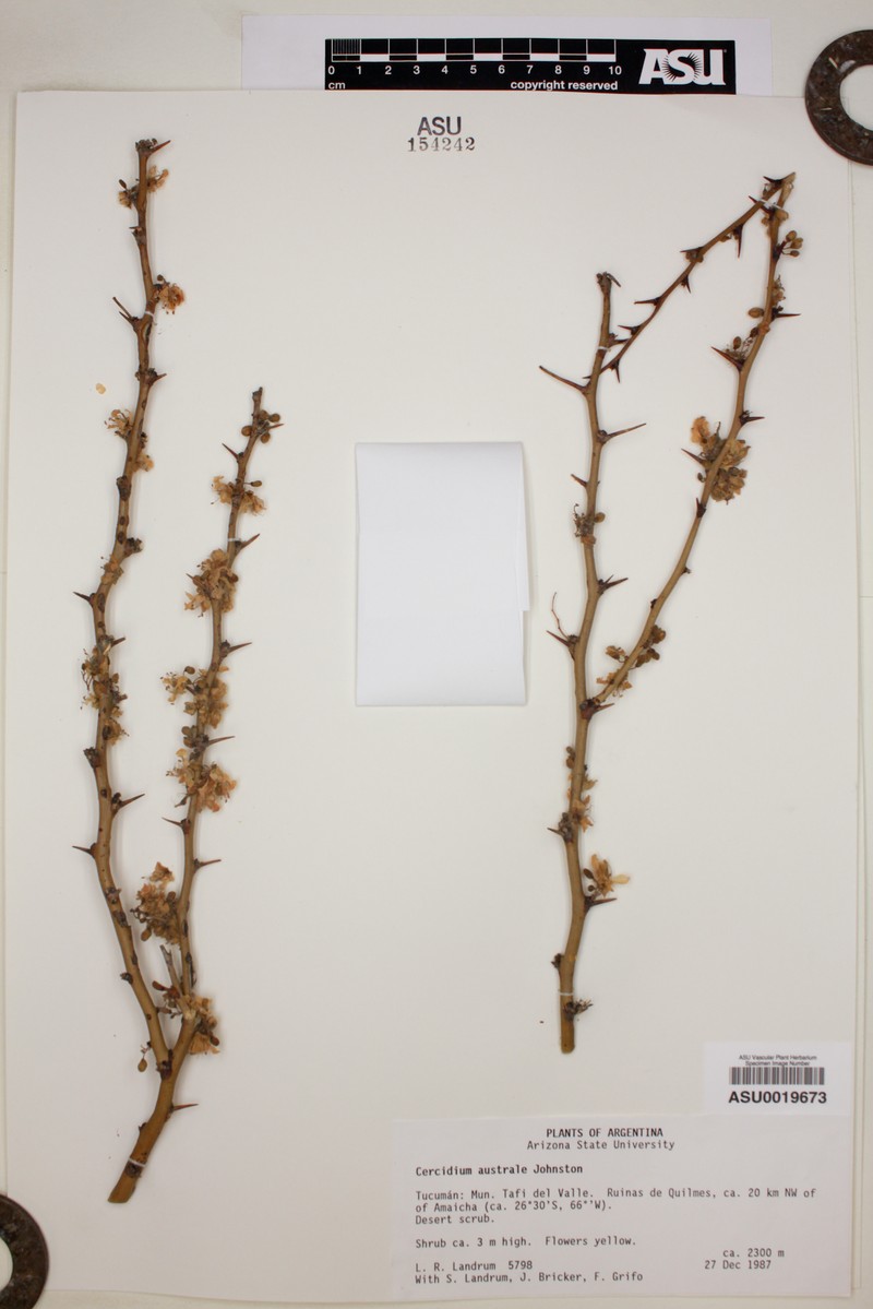 Parkinsonia glauca