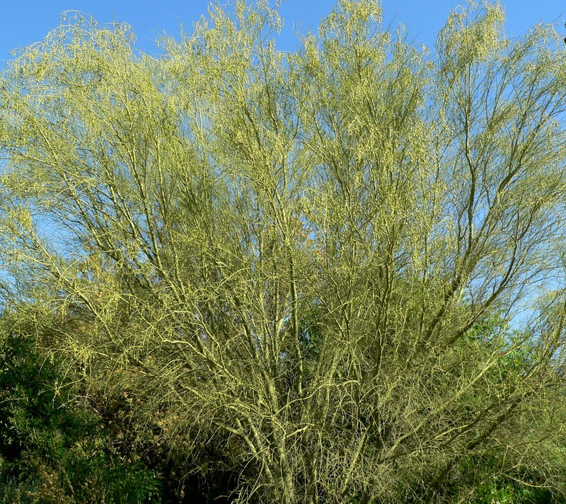 Yellow Paloverde