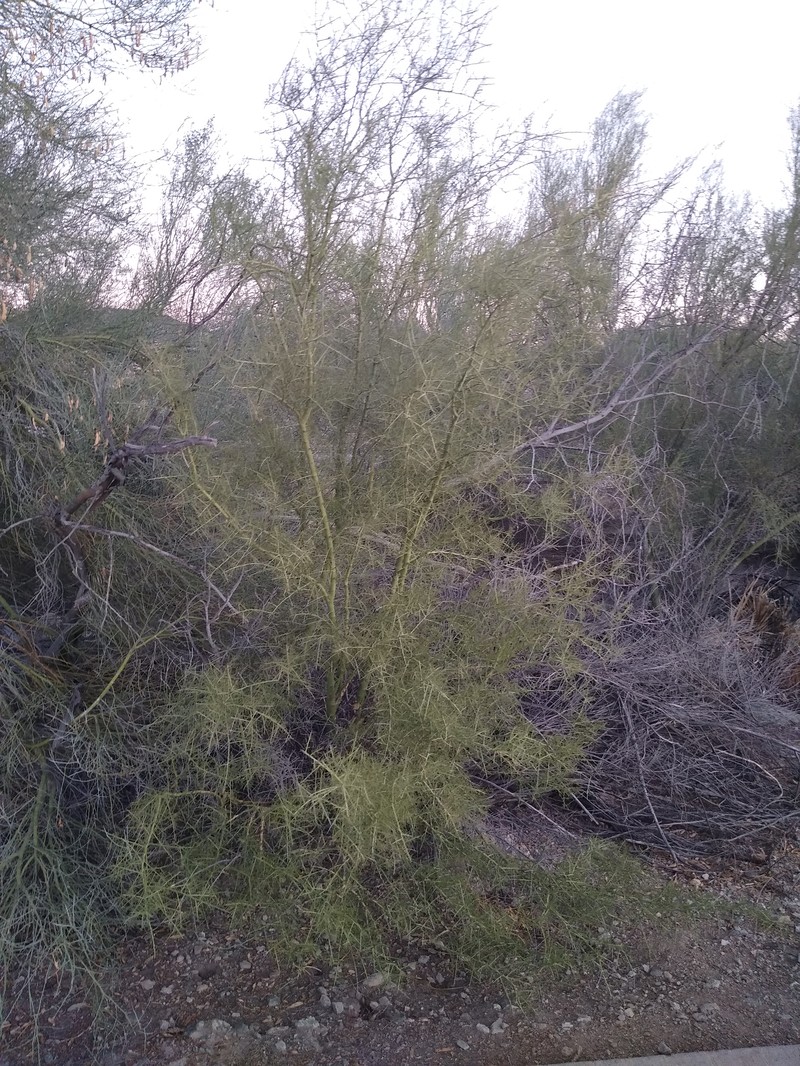 Yellow Paloverde photo 2