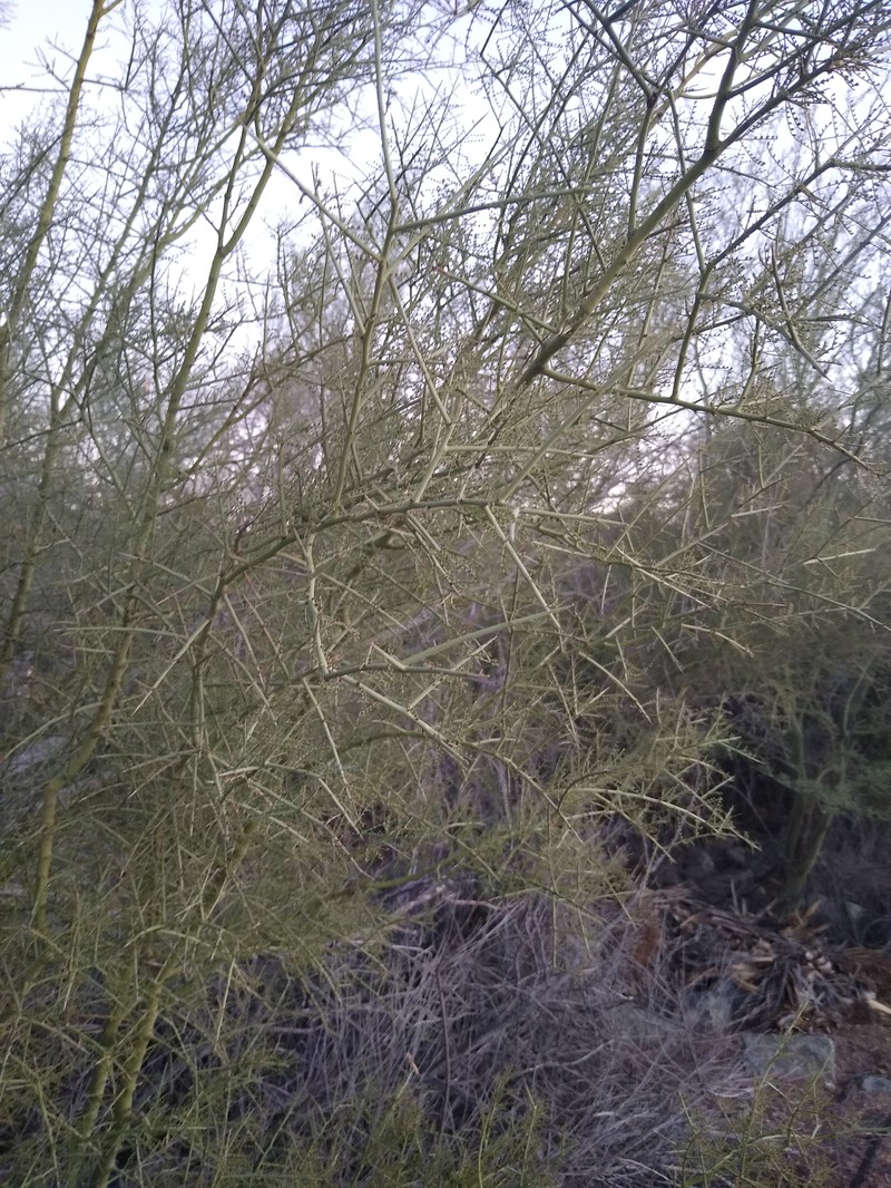 Yellow Paloverde photo 3