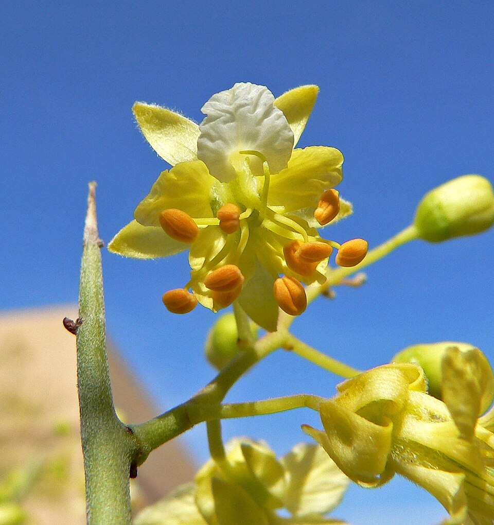Yellow Paloverde photo 5