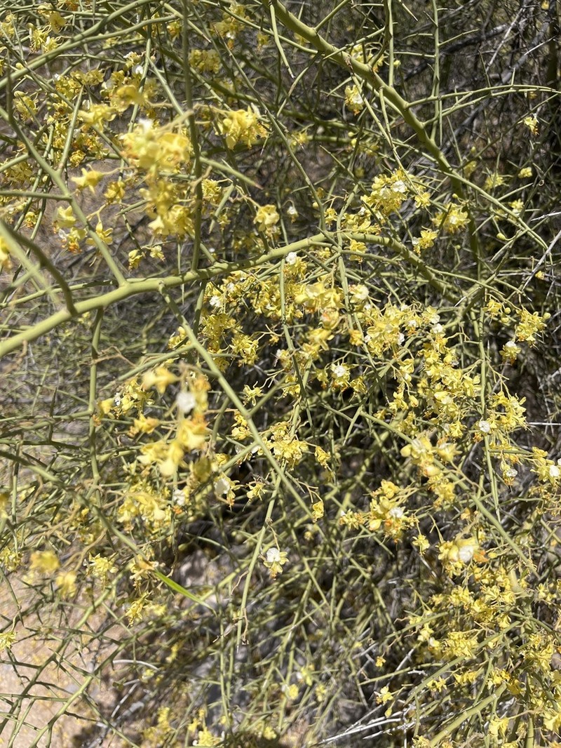 Yellow Paloverde photo 5