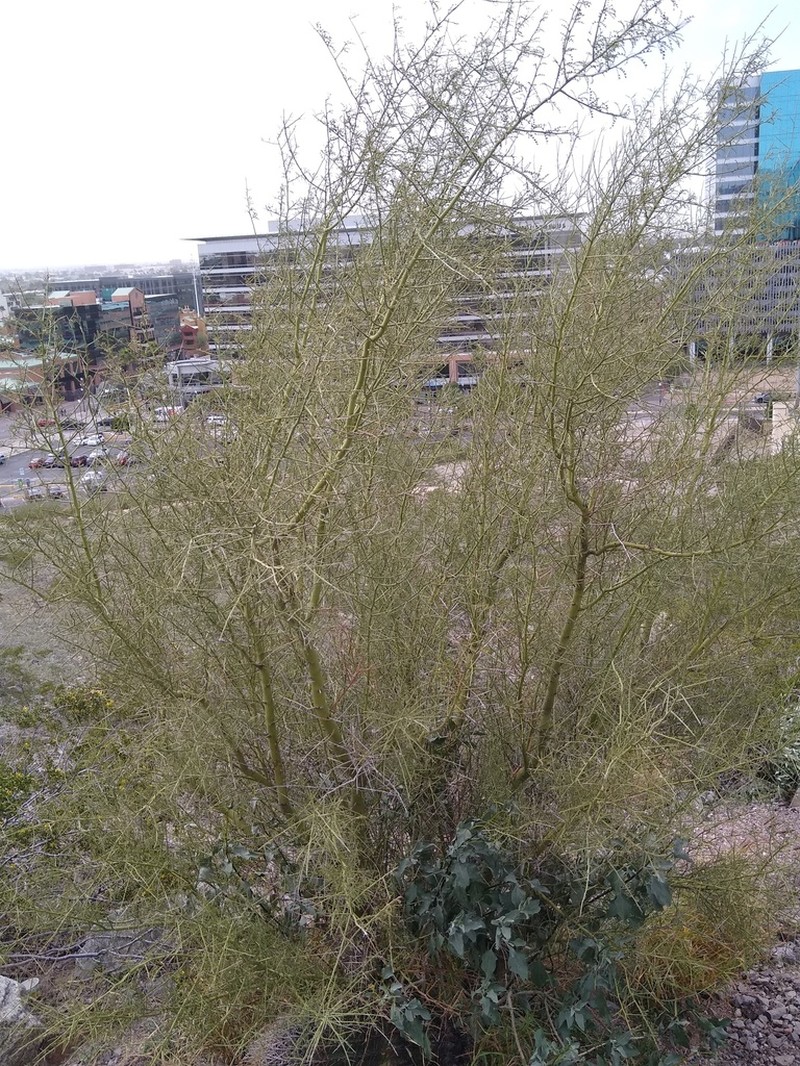 Yellow Paloverde photo 6
