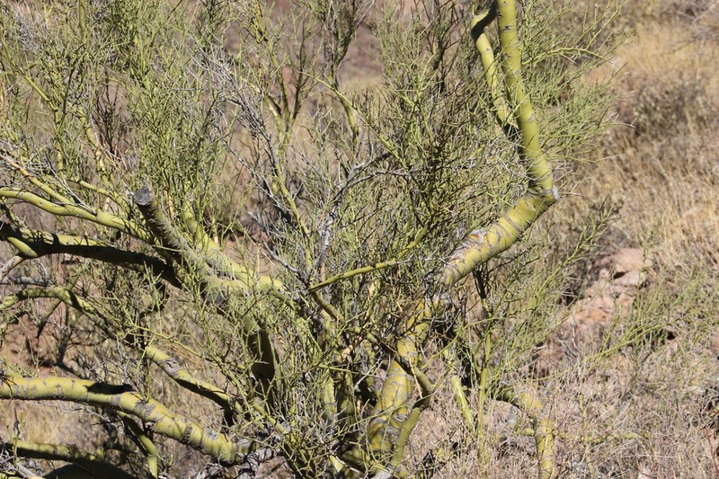 Yellow Paloverde photo 7