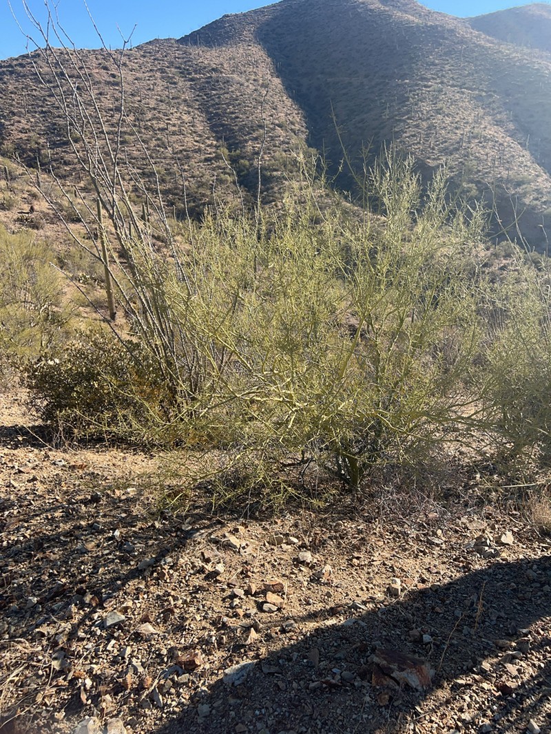 Yellow Paloverde photo 8
