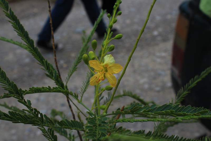 Parkinsonia peruviana photo 2