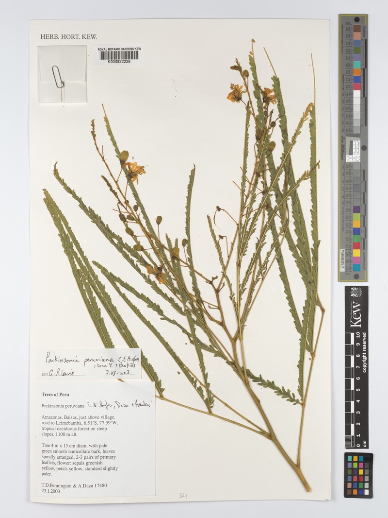 Parkinsonia peruviana photo 3
