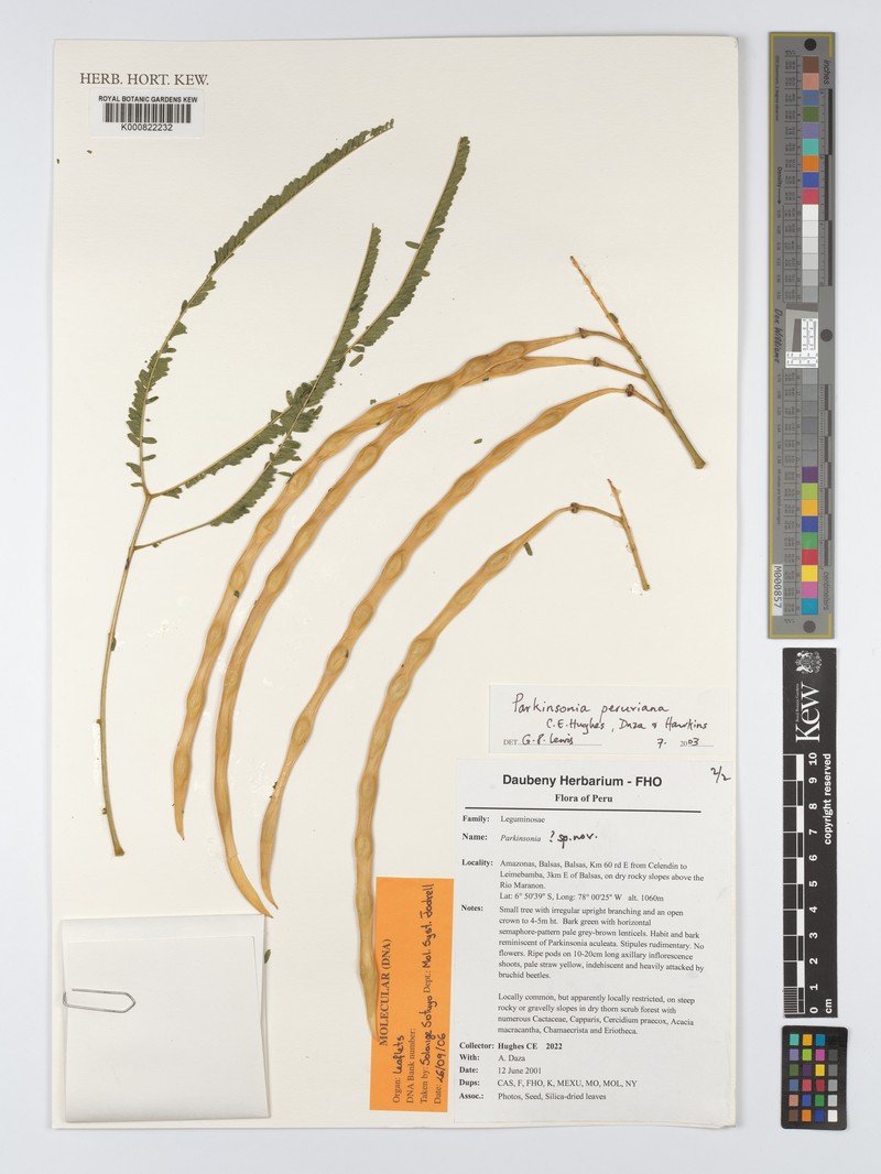 Parkinsonia peruviana photo 4