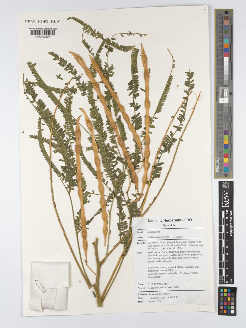Parkinsonia peruviana photo 5