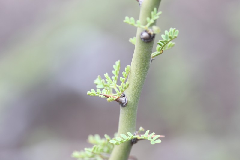 Parkinsonia praecox