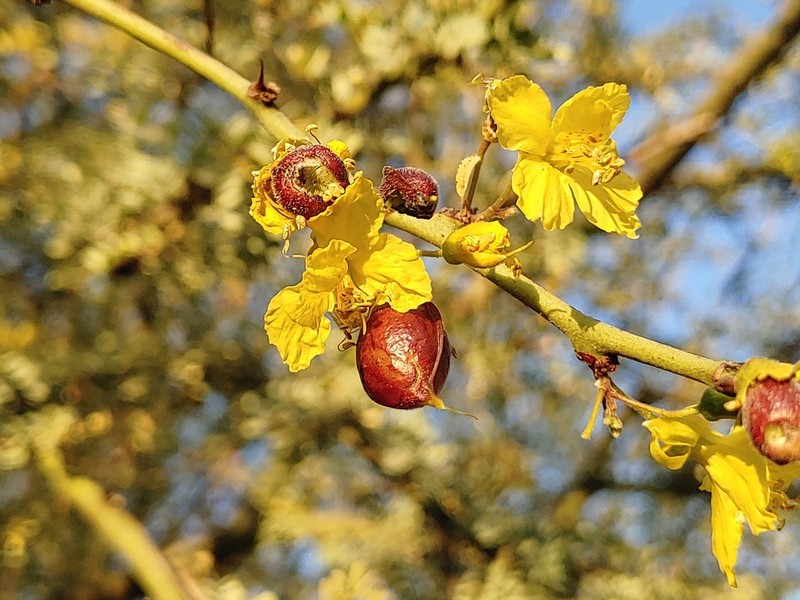 Parkinsonia praecox photo 3