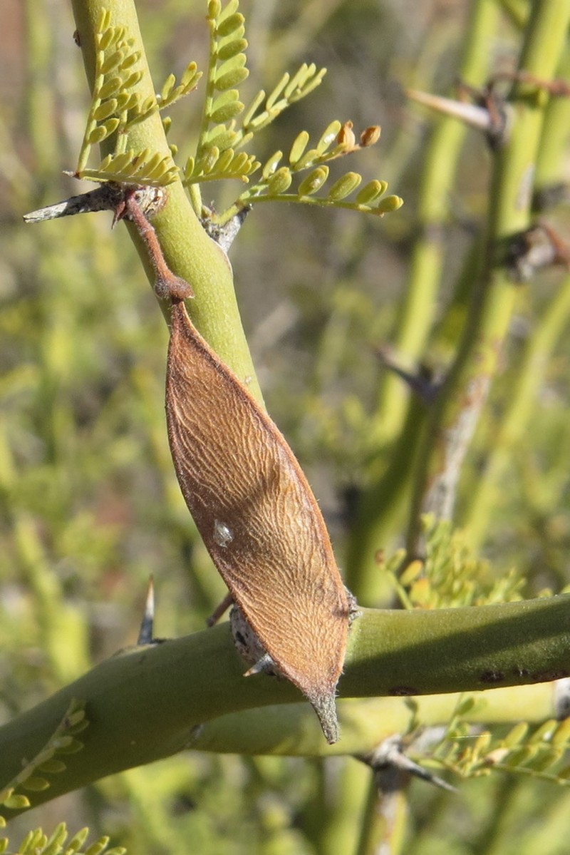 Parkinsonia praecox photo 4