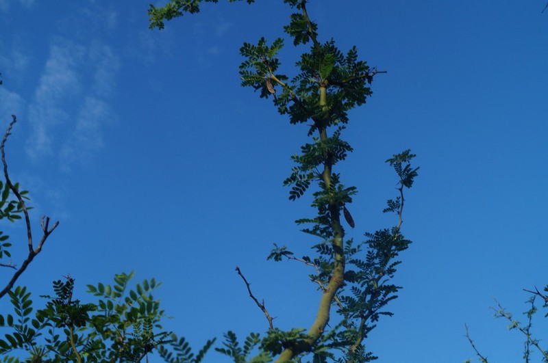 Parkinsonia praecox photo 5
