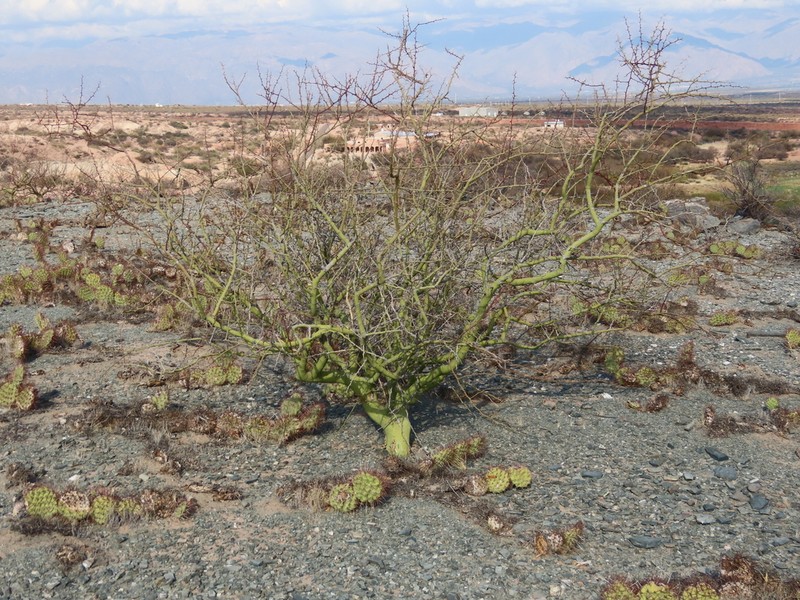 Parkinsonia praecox photo 6