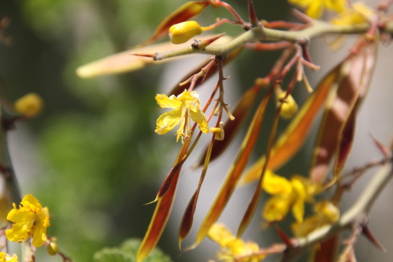 Parkinsonia praecox photo 7