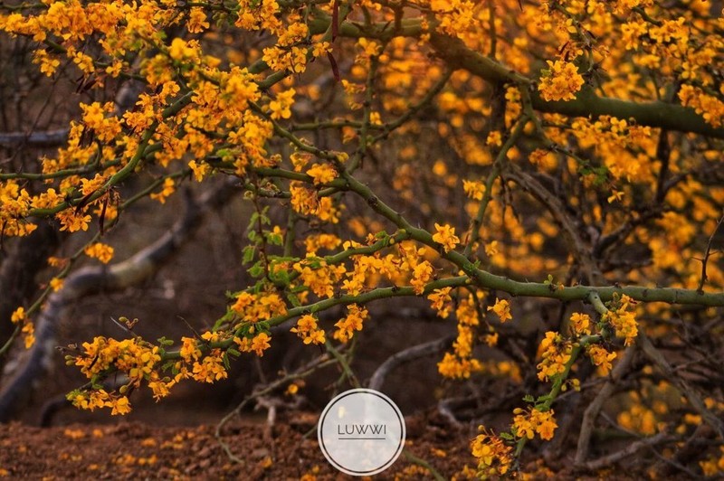 Parkinsonia praecox photo 8