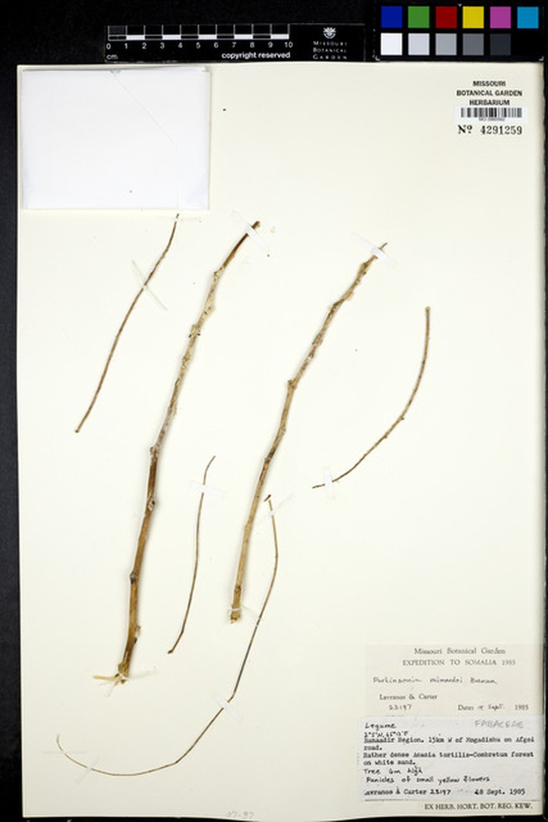Parkinsonia raimondoi