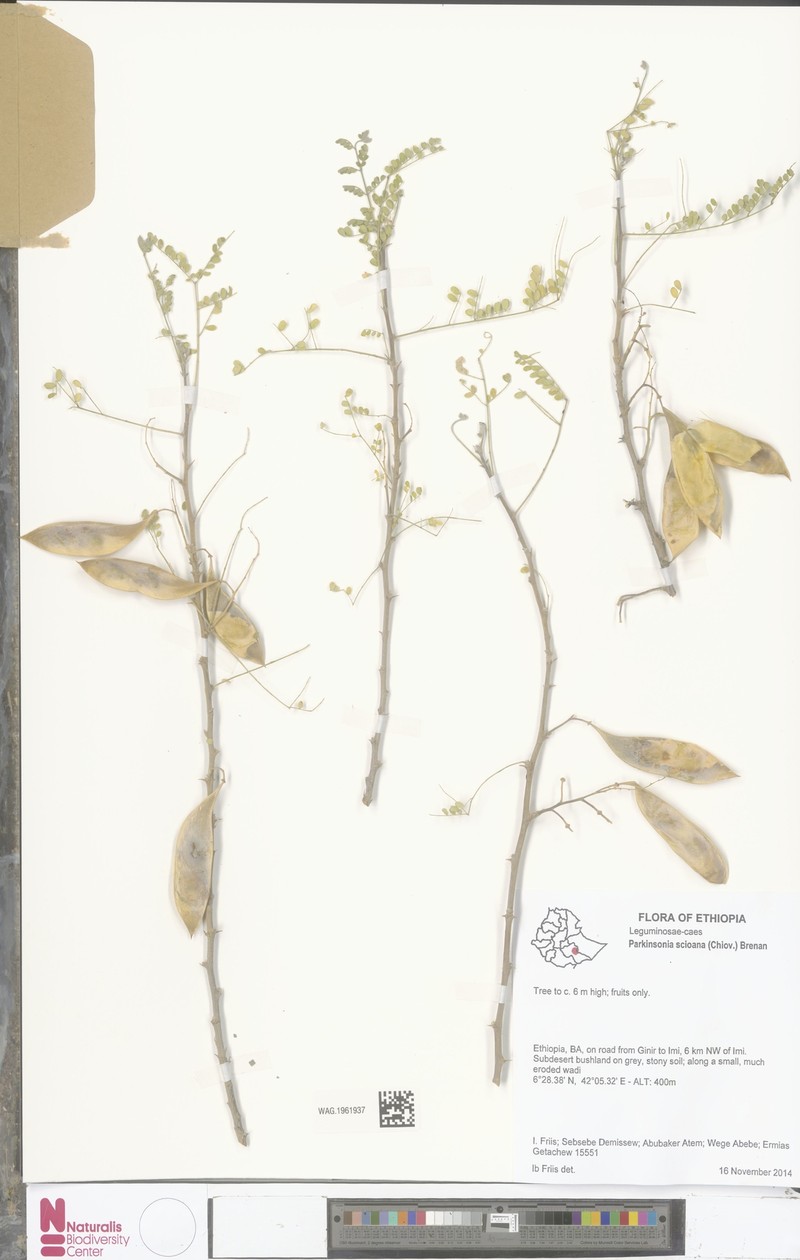 Parkinsonia scioana
