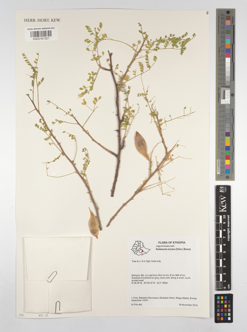 Parkinsonia scioana photo 2