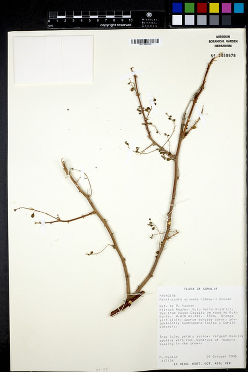 Parkinsonia scioana photo 3