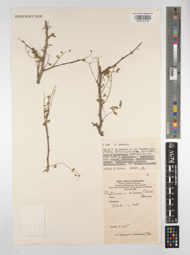Parkinsonia scioana photo 4
