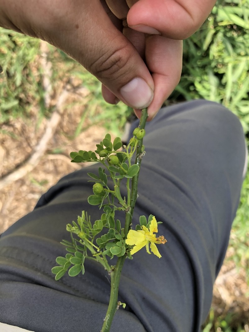Texas Paloverde