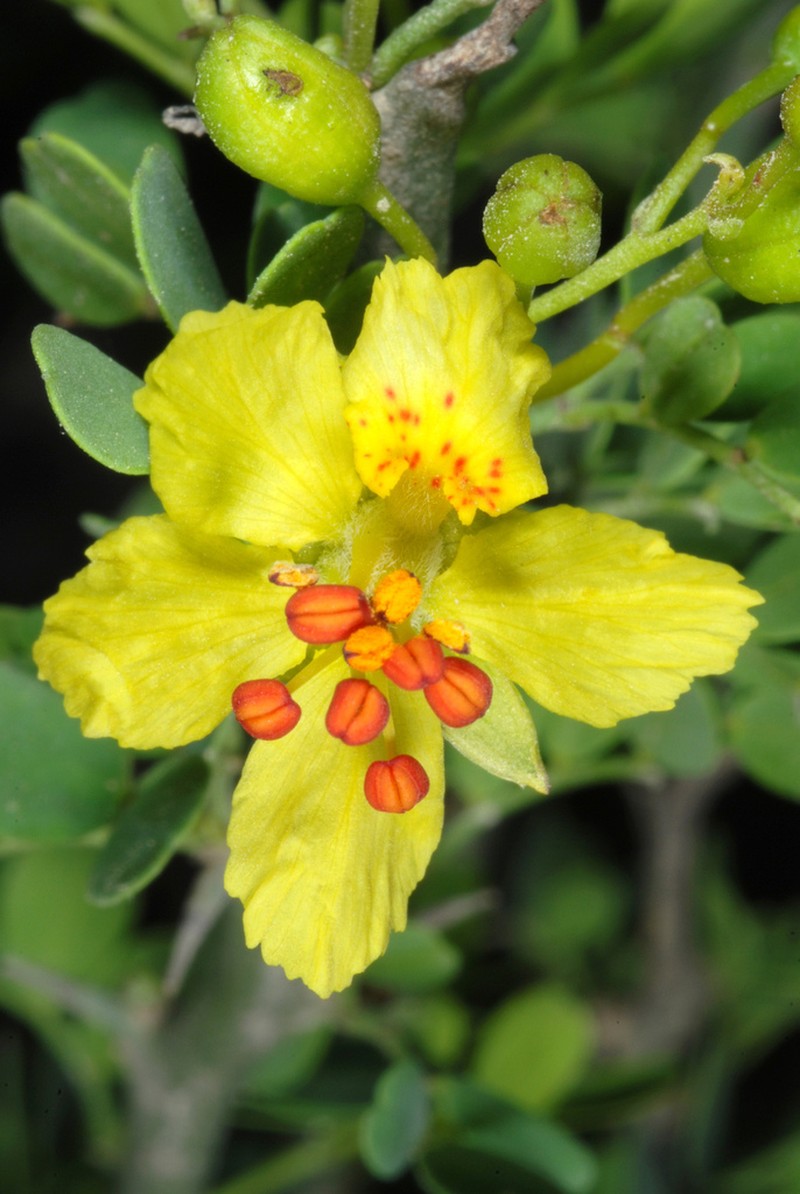 Texas Paloverde photo 2